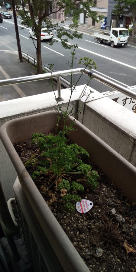 すたじおGのベランダのパセリ。すくすく伸びて花が